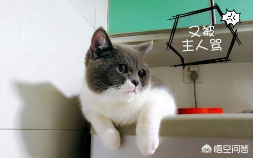 男女关系小猫一尾:家里养了一只公猫，不想给它做绝育的话，可以养个母猫陪它吗？ 男女关系小猫一尾百度云