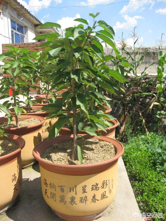 盆栽樱桃番茄种植方法:盆栽樱桃需要什么样的土？