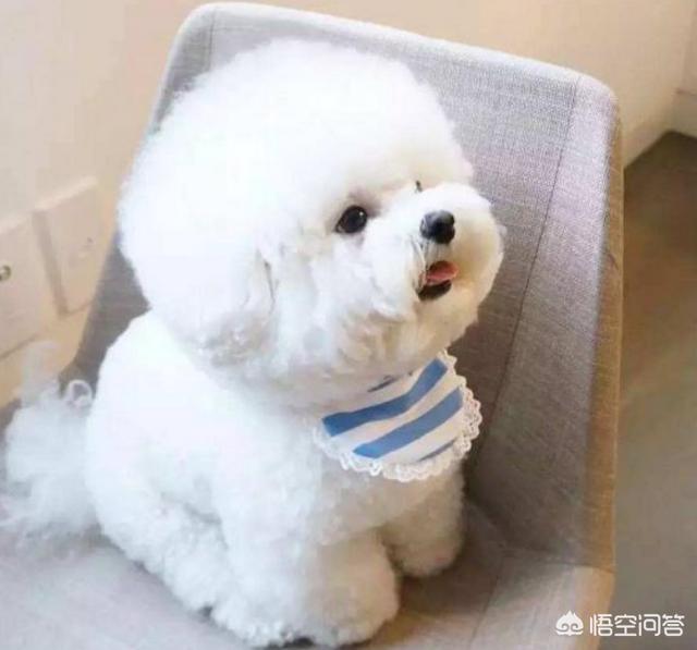 比熊犬好养吗:饲养比熊简单吗，会有哪些难事？