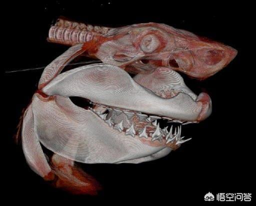 巨齿鲨生死谜:如何评价由杰森·斯坦森、李冰冰主演的电影《巨齿鲨》？