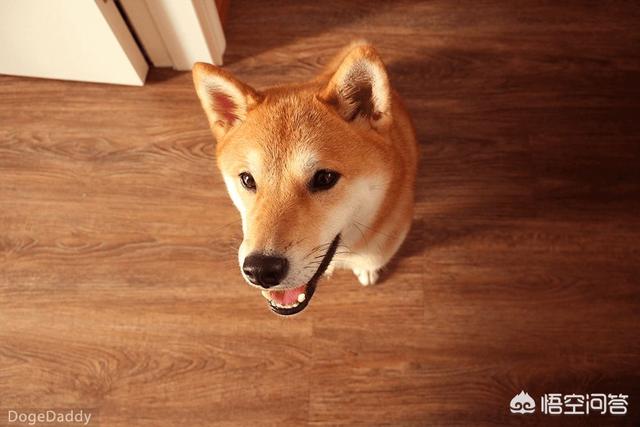 抽烟的狗狗视频下载:李佳琦带爱犬去宠物学校学习期间被拍到抽烟，大家如何看待？