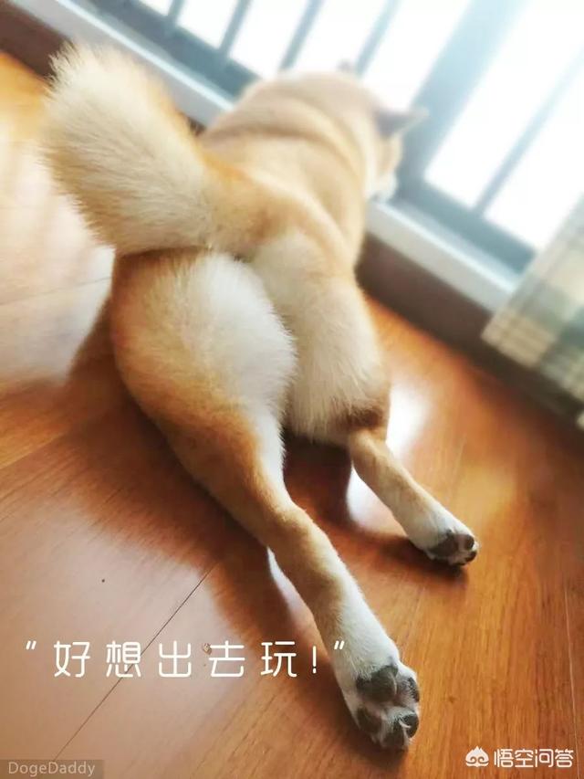 抽烟的狗狗视频下载:李佳琦带爱犬去宠物学校学习期间被拍到抽烟，大家如何看待？