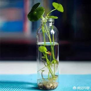 泰特太阳瓶子草:铜钱草可以用玻璃瓶养吗？