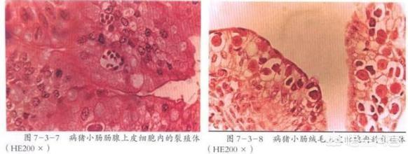球虫疫苗的预防方案:在肉兔的养殖过程中，应预防哪些疾病？