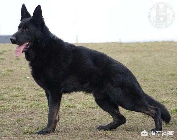 成年纯种德牧图片:纯黑色的德牧牧羊犬是.纯种的吗？
