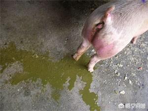 断奶小狗拉稀吃什么药:家里一个多月的狗狗拉稀了，该吃些什么药？ 没断奶的小狗拉稀怎么回事