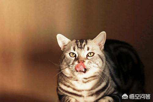 猫白血病确诊:白血病确诊的标准 猫上嘴唇一边溃疡，猫嘴唇溃疡多久会好呢？