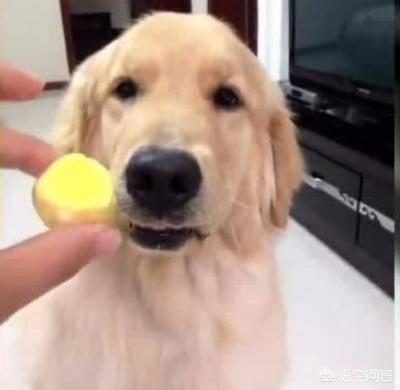 狗吃什么对毛好:狗狗天天补充鸡蛋黄，就能美毛吗？