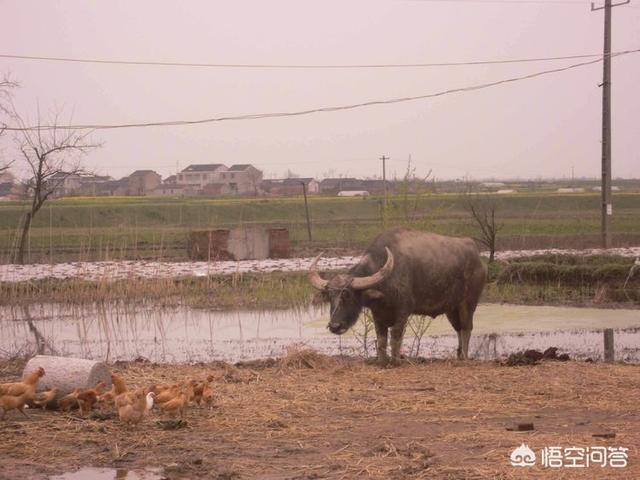 如何一句话证明你是钓鱼人