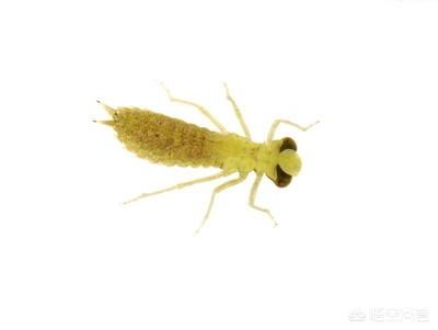 池塘如何杀灭蜻蜓幼虫:鱼池里有细小的虫子要怎么处理？