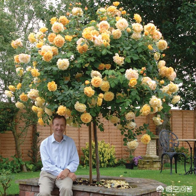 欧洲月季花品种介绍:月季花欧月品种介绍 夏洛特月季盆栽怎么养护？