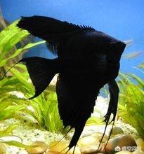 咯咯燕鱼网:燕子神仙鱼生不出鱼来怎么办？
