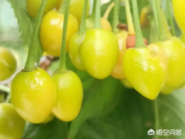 张丹峰公司注销:如何看待张丹峰工作室的回应