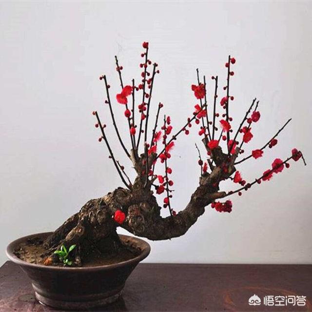 潮湿虫是益虫还是害虫:土壤太湿了，是不是容易生虫？