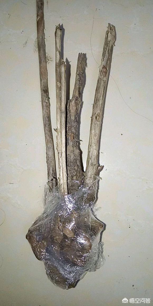 怎样区分药用牡丹（凤丹）和观赏牡丹？网购应该怎样注意辨别？