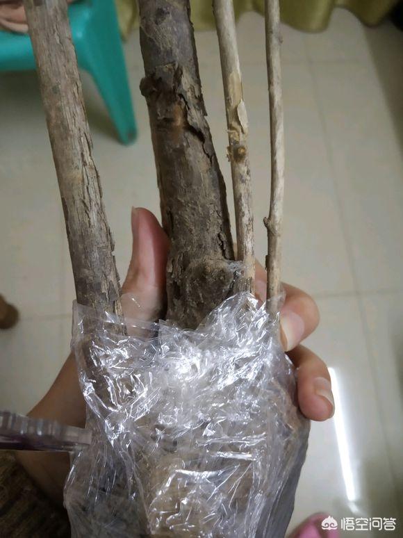 怎样区分药用牡丹（凤丹）和观赏牡丹？网购应该怎样注意辨别？
