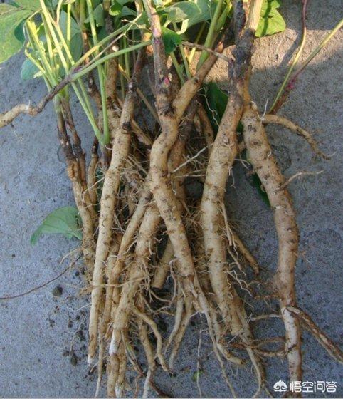 怎样区分药用牡丹（凤丹）和观赏牡丹？网购应该怎样注意辨别？