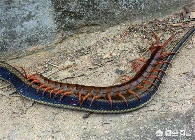 蛇的第一大克星，农村里老人都说蜈蚣可以克制蛇，它能打过蛇吗