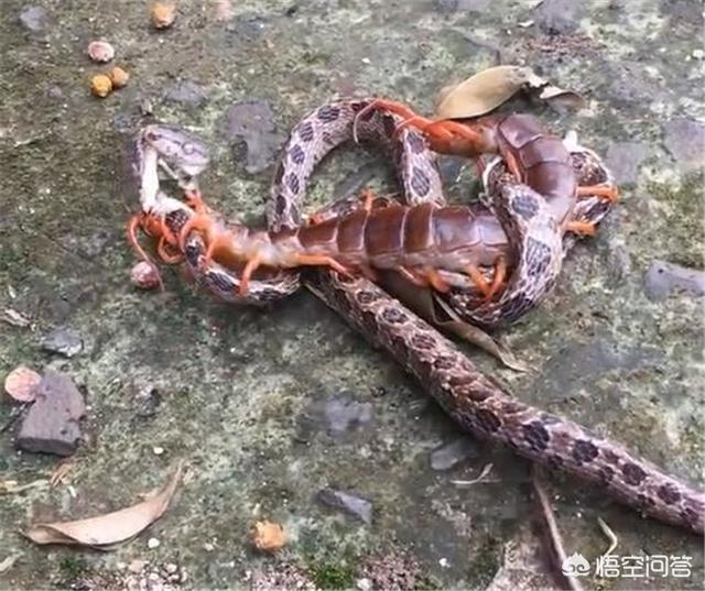 巨人蜈蚣:农村里老人都说蜈蚣可以克制蛇，它能打过蛇吗