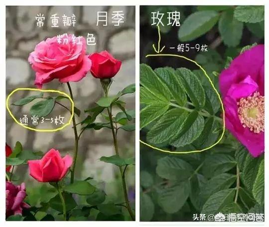 玫瑰花的生长过程图片