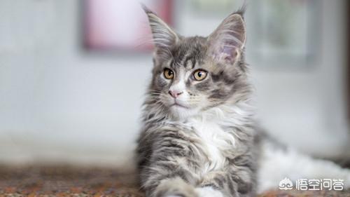 缅因猫如何喂养:缅因猫多大开始爆毛，缅因猫7个月不爆毛正常吗？ 缅因猫幼猫喂养攻略