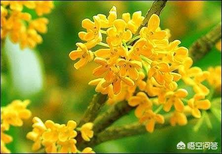 杭州的市花是什么？
