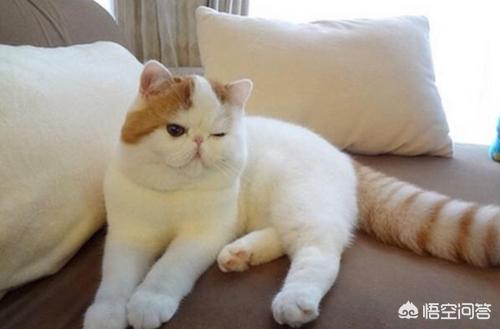 伽菲猫的图片:加菲猫吃什么猫粮好改善泪痕？