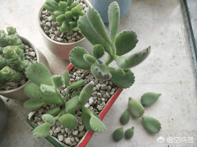 熊童子叶片能叶插吗:熊童子叶片小，有什么问题？