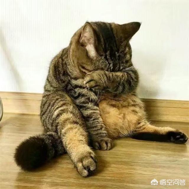 霸道总裁的小猫咪:有哪些搞笑的猫咪表情包？