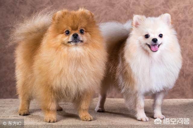 博美犬性格博美聪明吗:家里养只博美犬是怎么样的感觉？