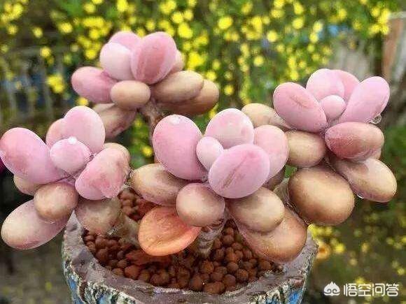 魔南景天夏季落叶怎么办:多肉的叶子一碰全掉了，是什么原因？