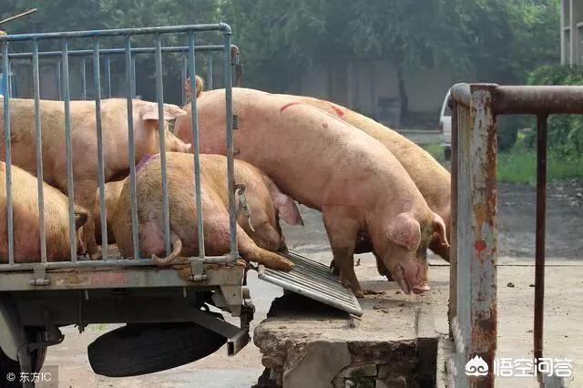 非洲牛蛙喂什么最好:感染非洲猪瘟，猪需要喂什么药物？