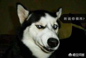 哈士奇图片搞笑:二哈有哪些搞笑的图片表情？