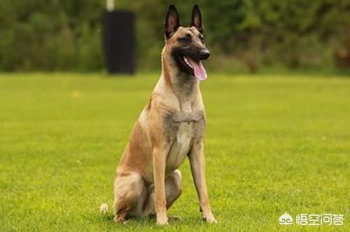 马犬的狗粮的制作方法:马犬喂什么能膘肥体壮？马犬吃鸡骨架好不好呢？