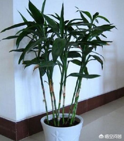 富贵竹的种植方法及注意事项:富贵竹的繁殖方法和养殖技巧？