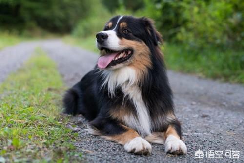 小牧羊犬吃什么好:德牧吃什么长得壮又大，德牧如何饲养才长得好？