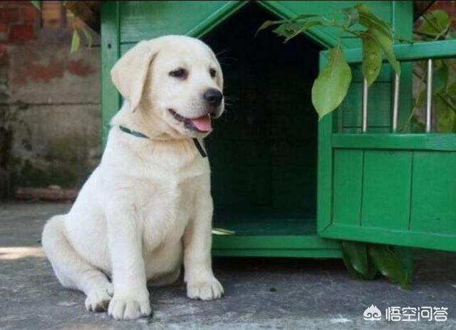 母的拉布拉多好养吗:养拉布拉多犬公的好还是母的好？
