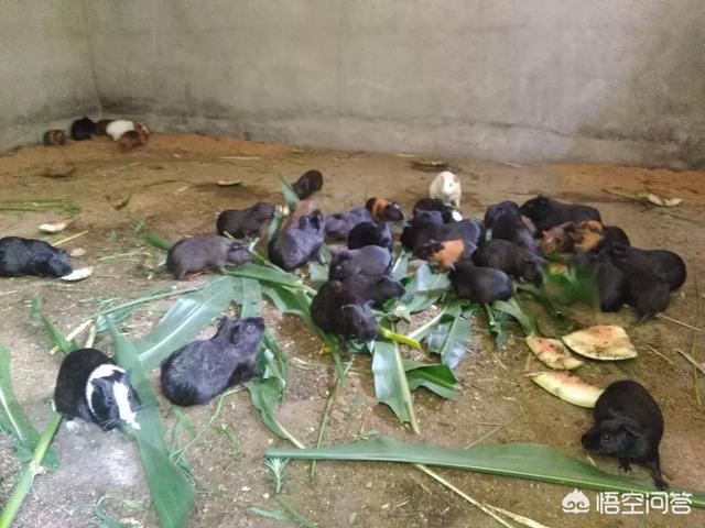黑豚鼠的养殖技术视频:如何养殖黑豚，市场前景如何？