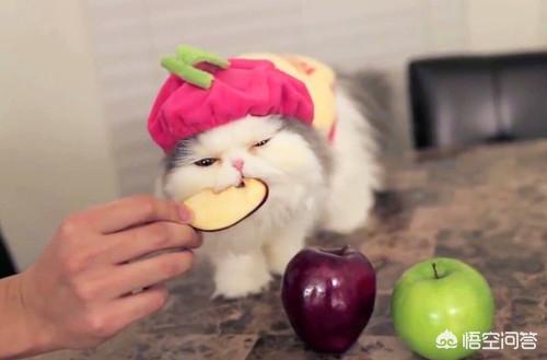 去泪痕宠物食品配方:凡士林可以清除猫的泪痕吗？