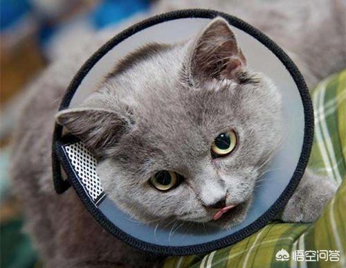 被家猫抓伤:猫打架抓伤了涂什么药，有伤口该怎么处理？