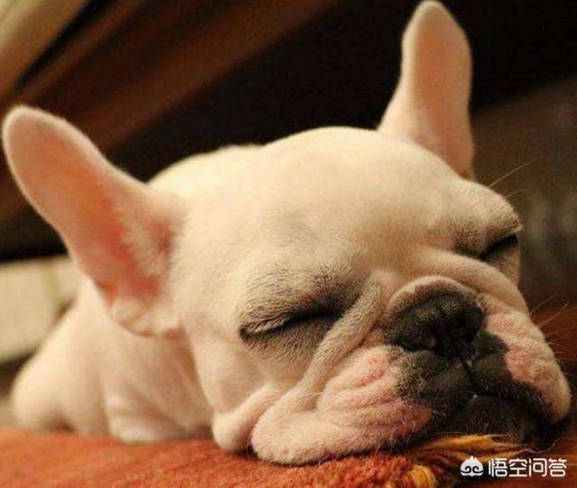 法国斗牛犬母很难养吗:纯种法斗有什么特征？好养吗？