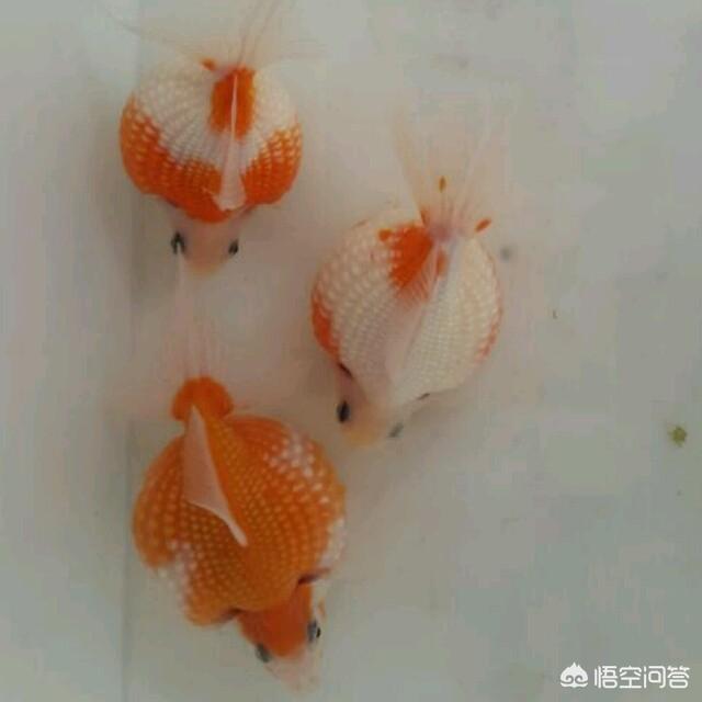 珍珠鱼:怎样养珍珠金鱼？鱼缸换水方法有哪些？