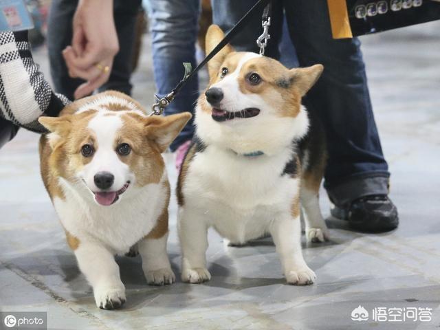 柯基犬怎么训练:训练柯基犬时，哪些错误不能犯？