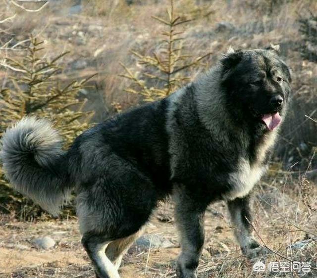 高加索牧羊犬:坎高犬可以打得过高加索吗？为什么？