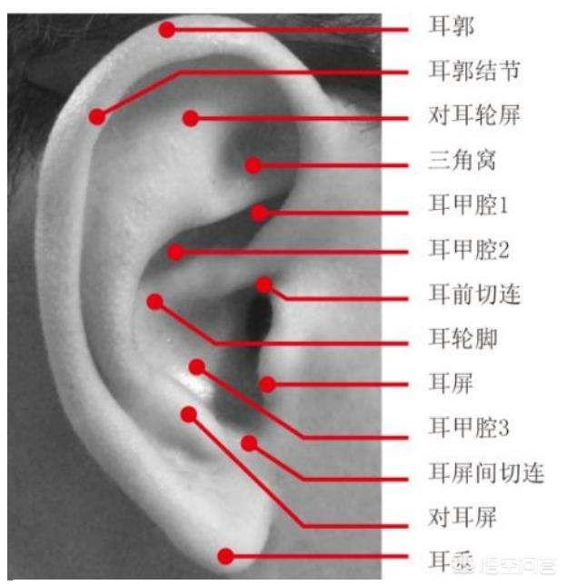 人类耳部结构图:人类身体结构图 耳朵下方增大是什么原因？