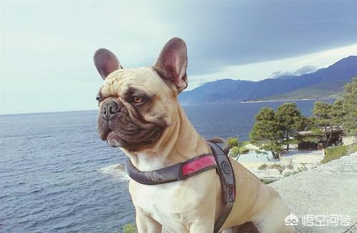 斗牛犬图片:斗牛犬图片及价格 斗牛犬尿路感染了，要怎么办？