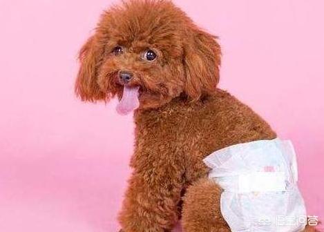 灰色泰迪犬怎么养:养泰迪犬每天都要做什么？