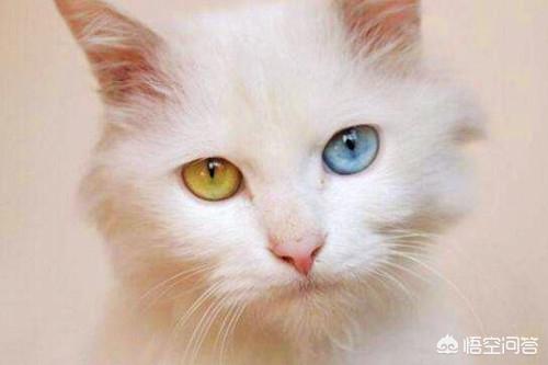 哪种猫容易有泪痕:猫咪泪痕可以用隐形眼镜护理液擦吗？