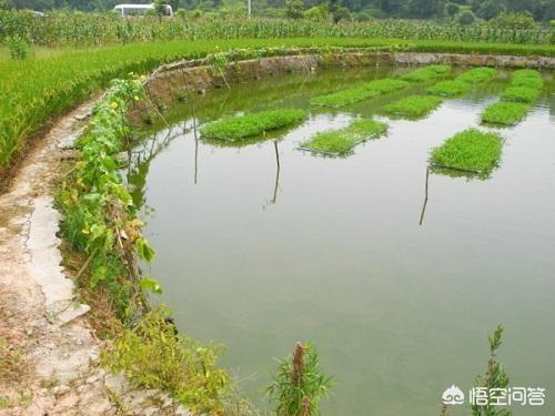 鲶鱼养殖每亩可养多少:一亩鱼塘投多少草鱼苗合适？