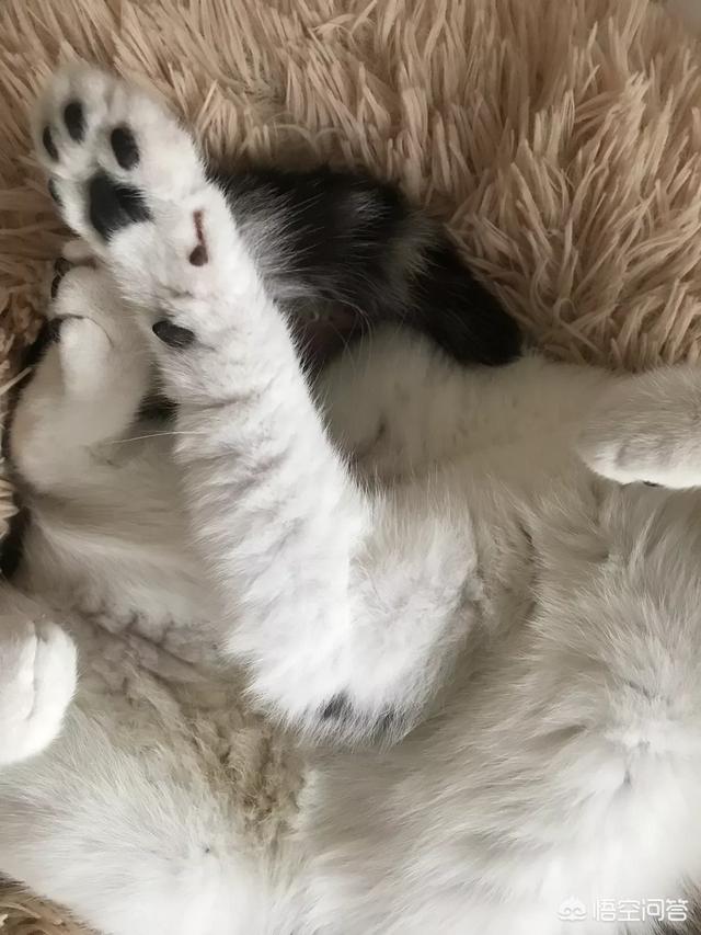 怎么确定猫认主人了咕噜咕噜:如何让猫咪认你这个主人，粘你，爱你？